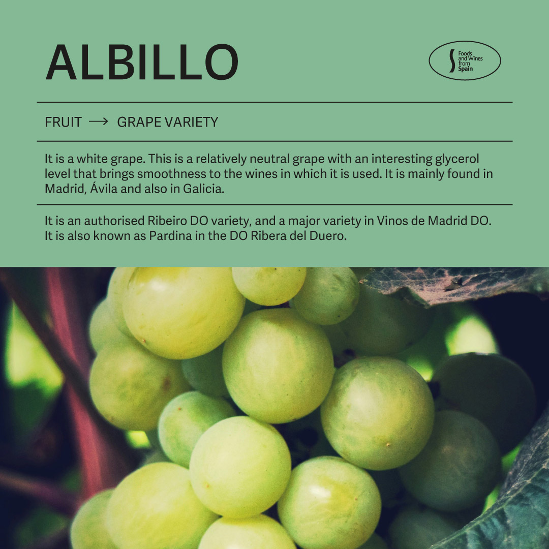 Native to Castilla y León, the Albillo grape has branched into several distinct varieties, including Albillo Real and Albillo Mayor, among others.🍇

#spanishwines #grapes #albillo