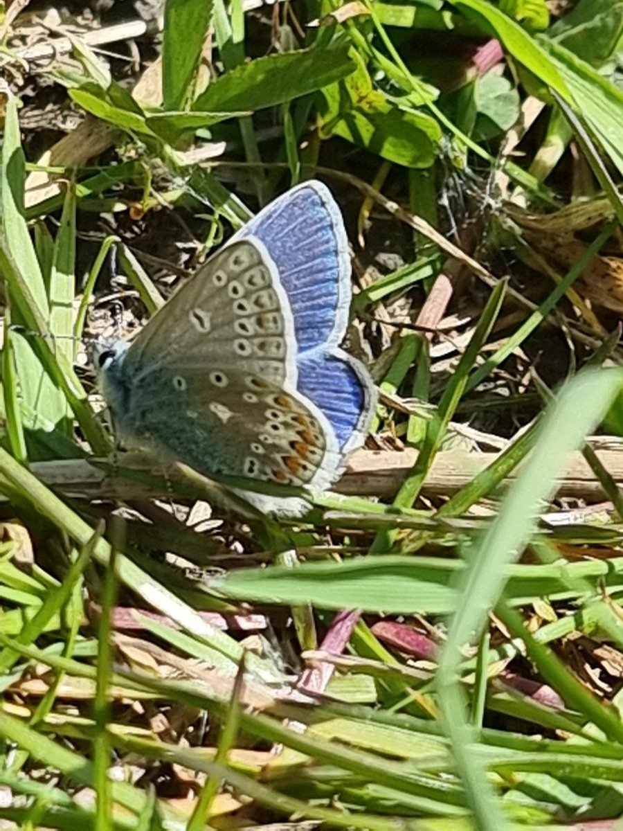roriain's tweet photo. Another cracker of a day. Walking and picking up #litter. Common blue, Lanigans slipway to Milford bridge on the #BarrowTrack. Dryad's saddle, wintercress & common blue butterfly. #LeaveNoTrace #adoptaspot https://t.co/9wUSuaHdwg