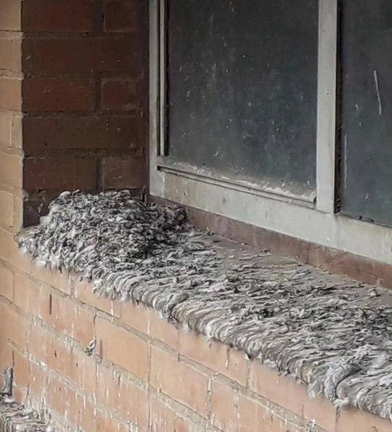 Estimat <a href="/Albiol_XG/">Xavier García Albiol</a> <a href="/AjBadalona/">Ajuntament de Badalona</a> us esperem per fer salut al Botey netejant les finestres. Tenim muntanyes d'insalubritat 💩🦠però no tenim la data d'actuació...quan veniu?