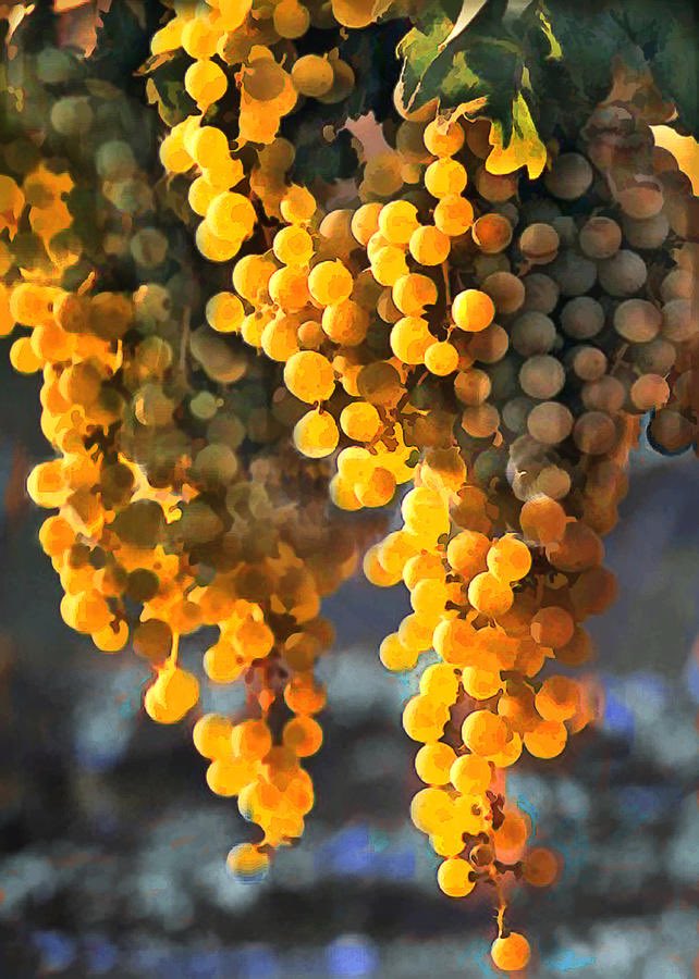 Staphylococcus aureus name origins:

staphulē is Greek for “bunch of grapes” and kokkos is Greek for “berry” both referring to its shape/morphology

aureus is Latin for “golden” referring to its unique pigmentation in culture