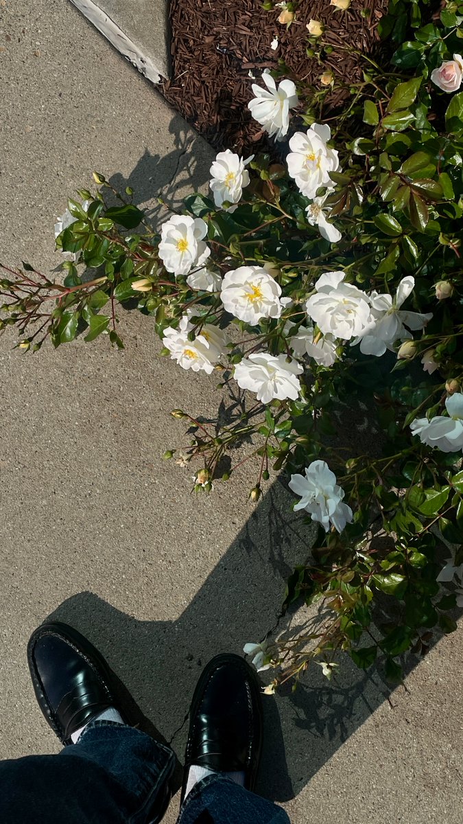 This flowers make my morning fresh and healthy👀