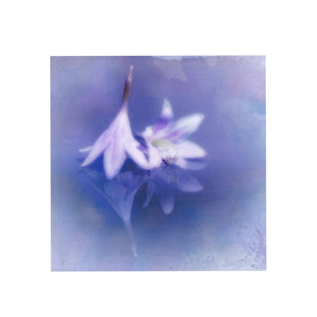 ⋆. 𐙚 ̊  Serenity in every pose—모든 줄 없는 스타일과 무한한 분위기에 대한 자신감.