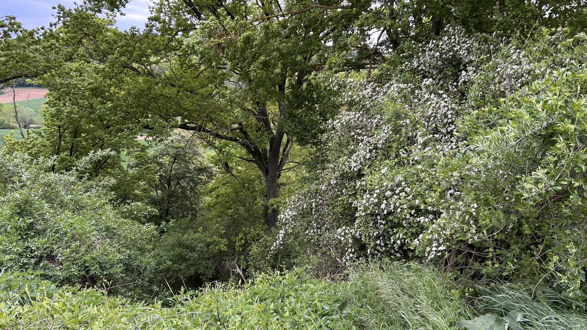 Schlockmaster tweet media