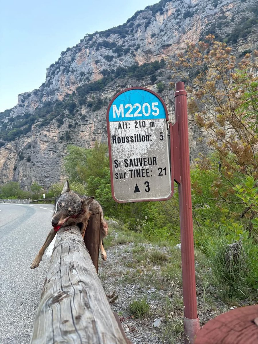 #Loups
Un loup retrouvé mort au bord de la route

🐺 Dans les Alpes-Maritimes, un loup a été retrouvé sans vie contre une glissière de sécurité près de Tournefort.

Cette découverte bouleversante relance le débat sur la cohabitation entre faune sauvage et activités humaines.