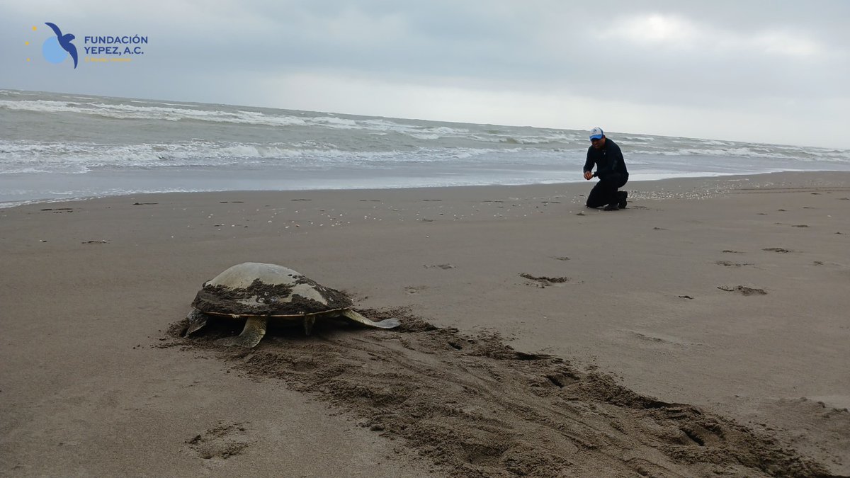 Continuamos con nuestro trabajo de monitoreo, protección y rescate de estos ejemplares en estado crítico de extinción. Agradecemos por su apoyo y respaldo. 🐢🤝🇲🇽