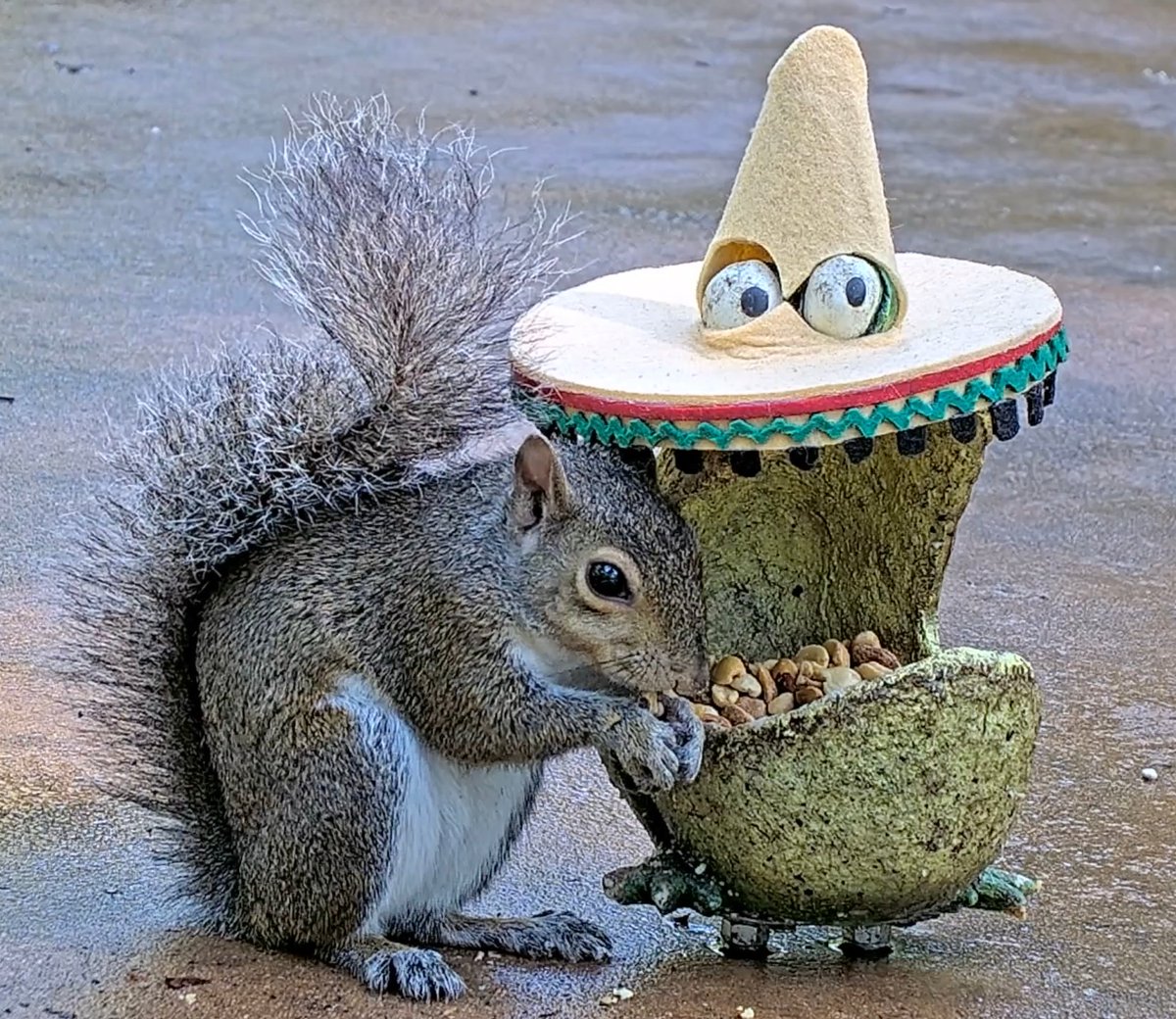 Hola! Happy Cinco de Mayo! #crittervision #CincoDeMayo #CincoDeMayo2025
