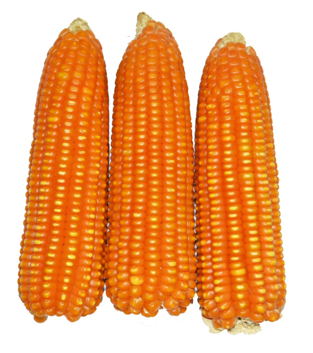 Nigeria’s first multiple-stress resilient maize hybrid combining tolerance to fall armyworm and drought, with resistance to Striga hermonthica
Learn more...
bit.ly/44qev8a
.
#IITAstories #Maize #Breeding #PlantHealth