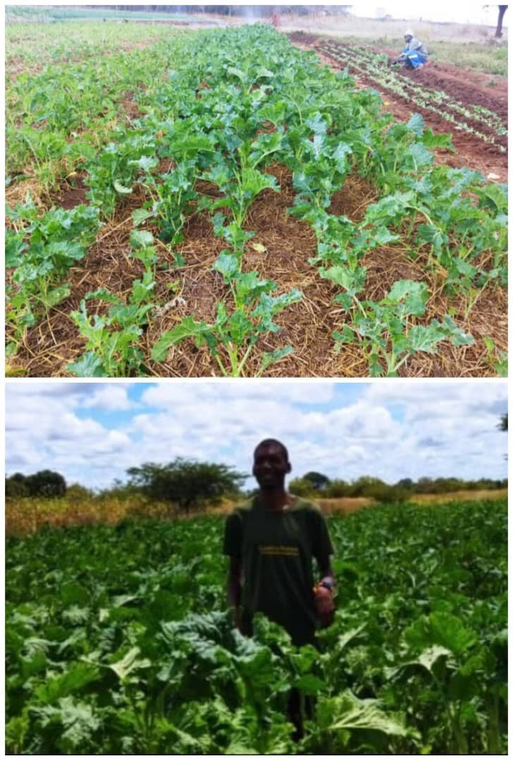 We are taking order for Covo Evergreen Suckers delivery in and outside Harare, book today to avoid inconveniences. Price $15/1000

Feeding the quickly growing population in Africa remains a global challenge. As the demand for food increases, climate change, on the other hand