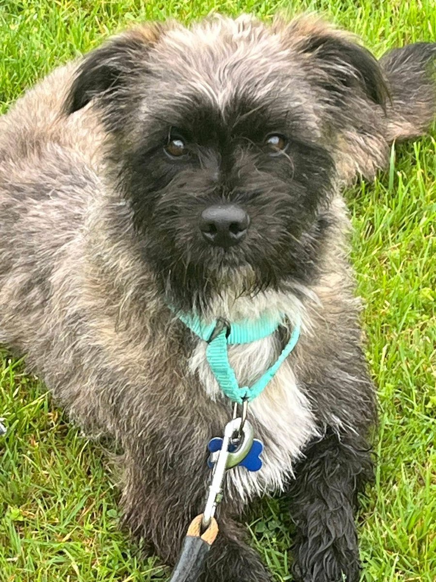 Meet Cheesy Poof!  We know it sounds a bit cheesy, but we think he’s simply grate! Cheesy is a staff favorite around here, and it’s easy to see why. He’s sweet, laid-back, and has impeccable taste in music—his favorite genre is R &amp; Brie.
👇