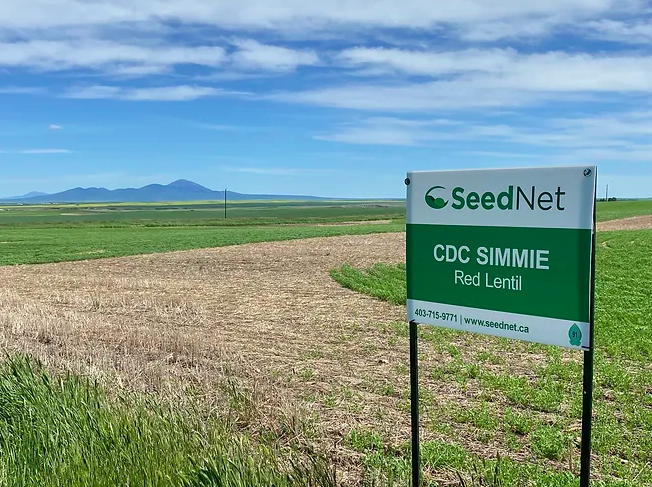 CDC Simmie is a small red lentil with medium maturity, rated 34 cm tall and good resistance to blight and anthracnose.
Find seed by visiting seednet.ca/cdc-simmie-1