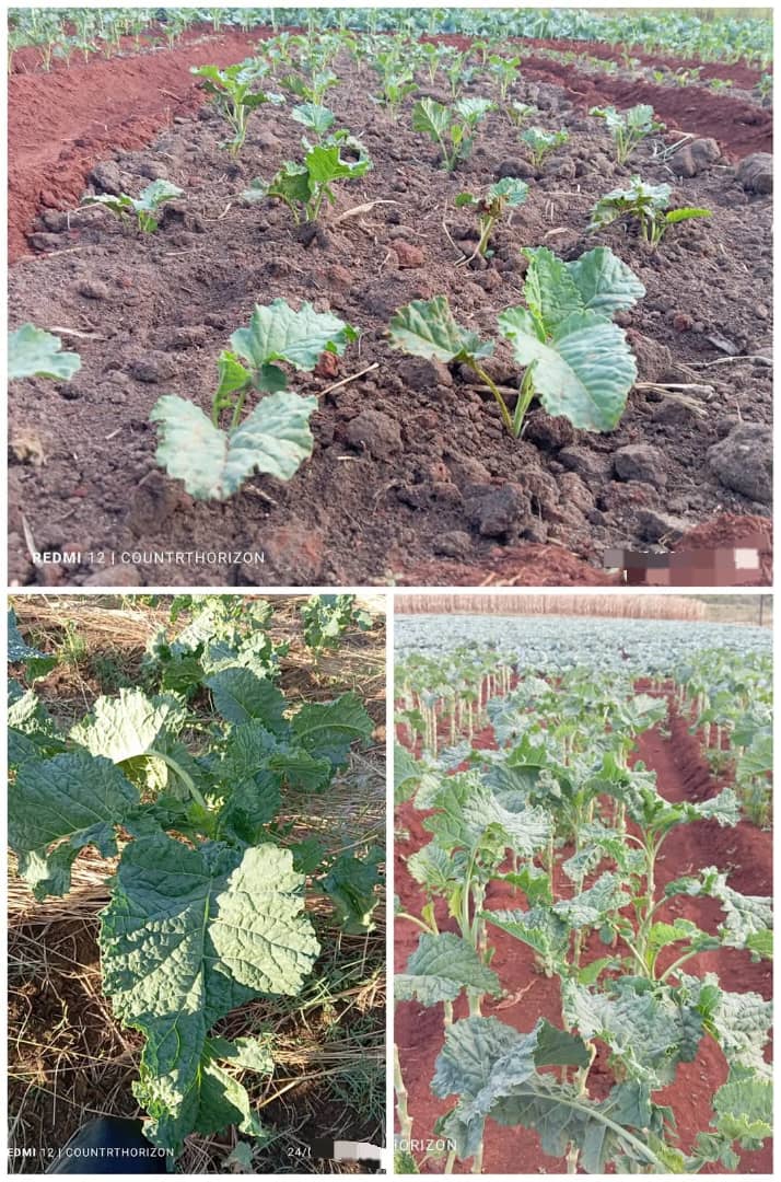 Traditional leafy vegetables in Africa are resilient to adverse weather conditions and are naturally rich in nutrients, including vitamins A and C, iron, protein, and other macro- and micronutrients