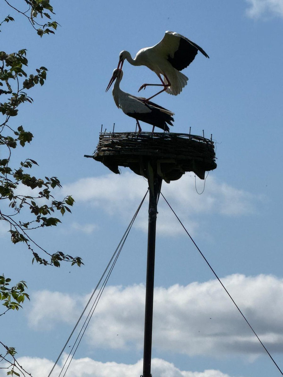 De ooievaars vieren Bevrijdingsdag met elkaar op het nest 😅.