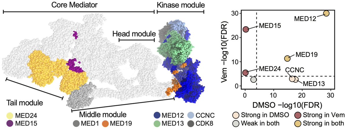 We discussed how perturbing the Mediator Complex, a key gene expression regulator, reshaped cellular phenotypes. Some perturbations induced autonomous dedifferentiation, while others led to drug-resistant states. Interestingly, their effects aligned with the complex’s structure!