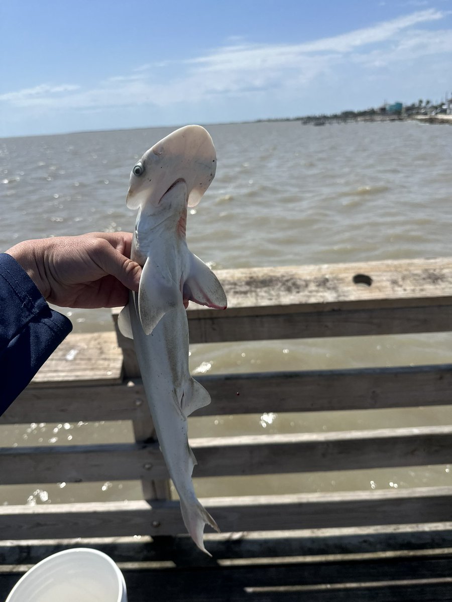 AaronGoonie's tweet photo. Fishing went well 🫡 https://t.co/qPEKtbygIJ