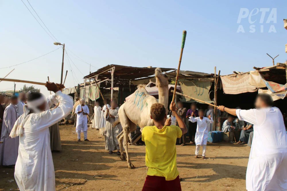 Les animaux sont FRAPPÉS au visage et aux testicules avec des bâtons pour les contraindre à accepter un cavalier. 💔 Blessés, en sang, sans aucun soin. Tout ça pour des balades touristiques à dos de dromadaire en Égypte. 

Ne cautionnez pas cette cruauté. #StopTourismeCruel