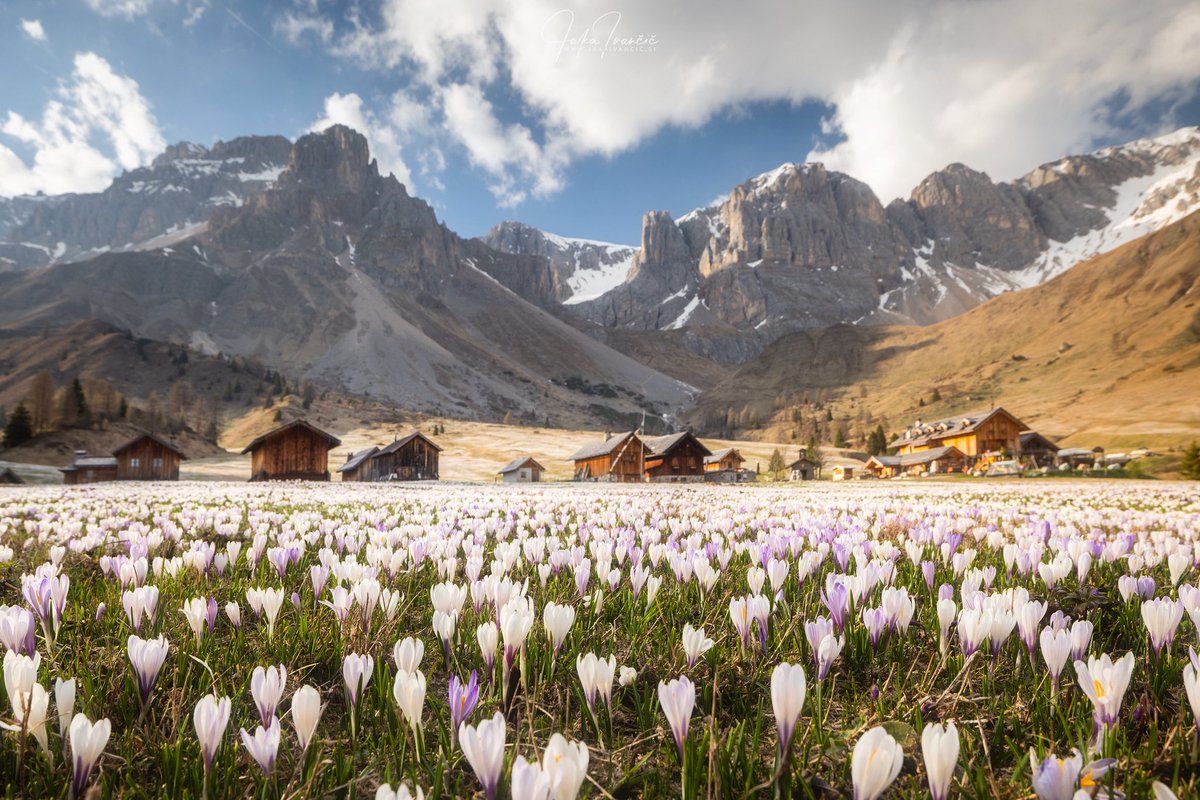Crocus flower fields are incredibly photogenic with the mountain backdrop. This place had been on my bucket list for a long time, and I finally had the chance to visit it. I believe it’s one of the lesser-known and underrated spots in the Dolomites.