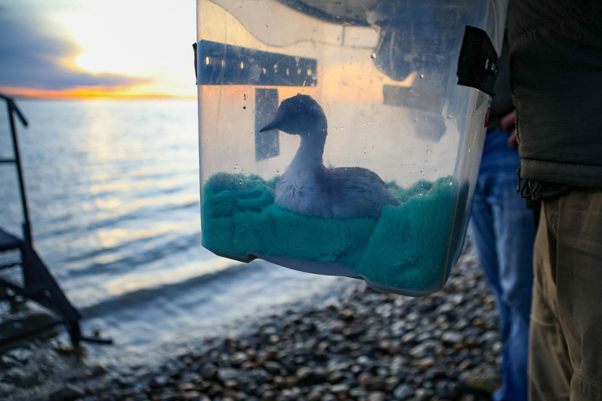 Kini Roesler tweet media