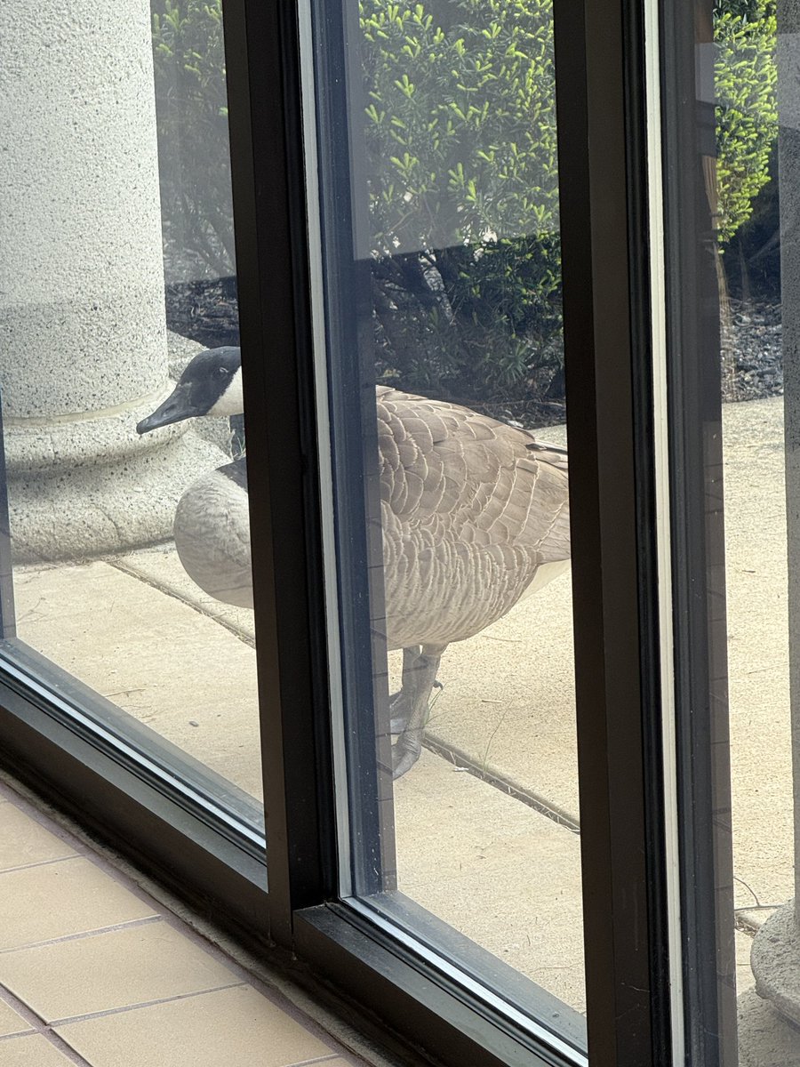 Avon Lake Schools - Operations (@avonlake_ops) on Twitter photo We are sorry, but the District Office is closed to nesting waterfowl today. Please check back tomorrow for updates. 🇨🇦🪿<a href="/AvonLakeSchools/">Avon Lake Schools</a> We are sorry, but the District Office is closed to nesting waterfowl today. Please check back tomorrow for updates. 🇨🇦🪿<a href="/AvonLakeSchools/">Avon Lake Schools</a>