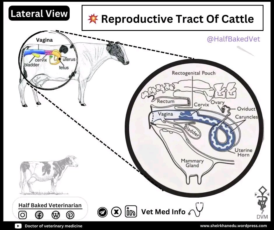 Vet Med Info 🩺 (@halfbakedvet) on Twitter photo 