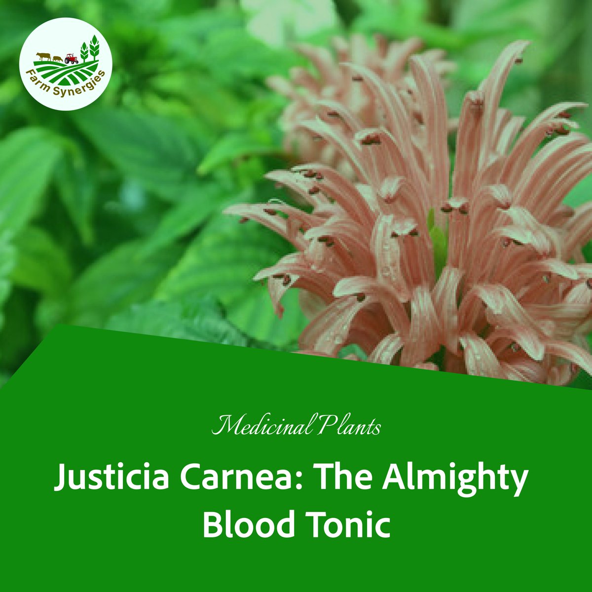 FarmSynergies's tweet photo. 🔴 JUSTICIA CARNEA: The Almighty Blood Tonic 🔴
Known as Ewe Eje, this plant turns red when boiled &amp; is used to boost blood levels naturally. It’s more than a remedy—it’s a nutrient-rich wonder!
🌿 Stay tuned for more.
👉 https://t.co/65XgzO1IMP
#BloodTonic #JusticiaCarnea https://t.co/cn19EyNwpB