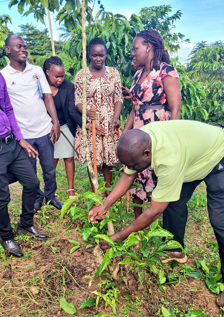 "Today, <a href="/NARO_MUZARDI/">NARO_MUZARDI</a> scientists, in partnership with @BUCADEF, built the capacity of extension staff from various counties in Buganda. Focus: #ClimateSmart #CoffeeProduction #BananaProduction #AgExtension"
<a href="/narouganda/">NARO Uganda</a>
<a href="/MAAIF_Uganda/">MAAIF 🇺🇬</a>
<a href="/hmulindwa09/">Henry Mulindwa, PhD</a> <a href="/NaCORIUganda/">National Coffee Research Institute Uganda (NaCORI)</a>