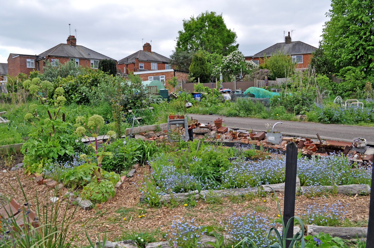 Progress on the #Allotment in May 2025
