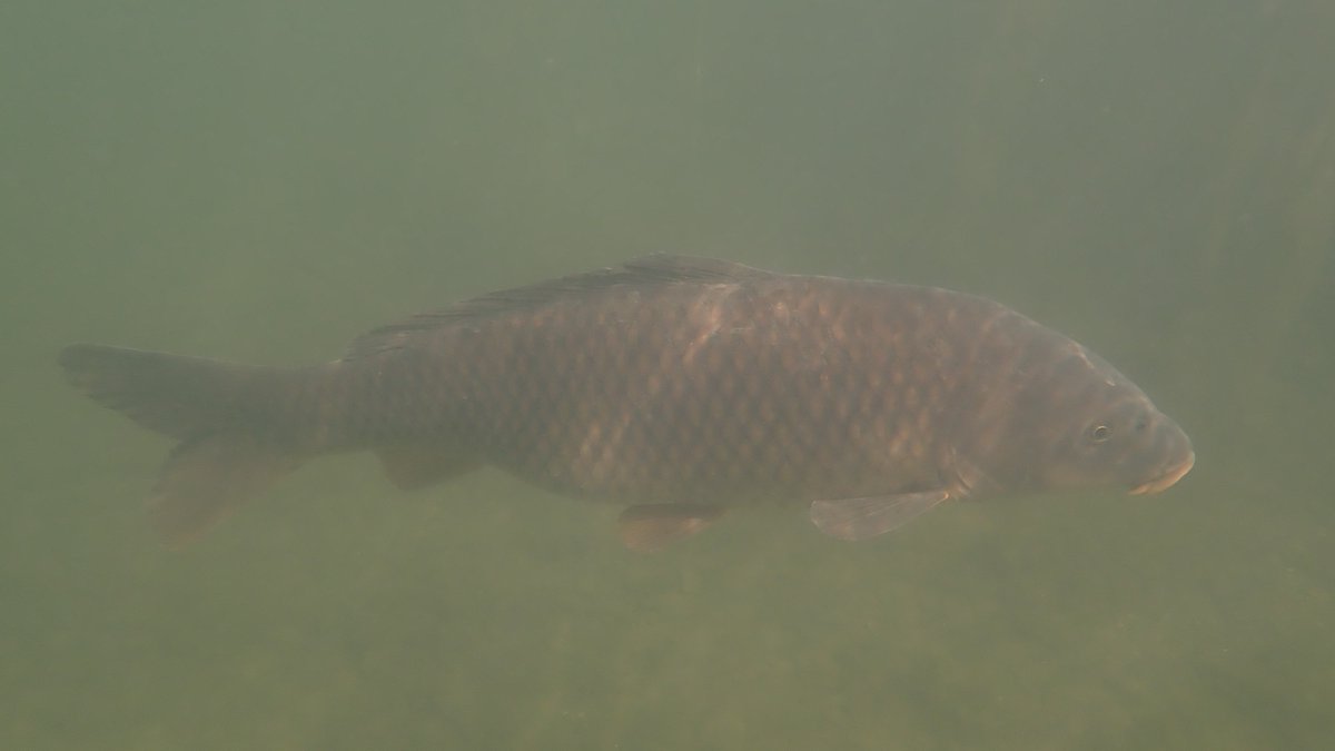 numenini's tweet photo. Apart from Common Carp (Cyprinus carpio), the only fish we saw was this small, dead Roach. 
 Disturbed to find one group of what could be #invasivealien Zebra Mussels (Dreissena polymorpha) - which I've seen elsewhere in vicinity https://t.co/2aXxWXc42S. #MolluscMonday 3/6 https://t.co/ay0pSZ3FPl