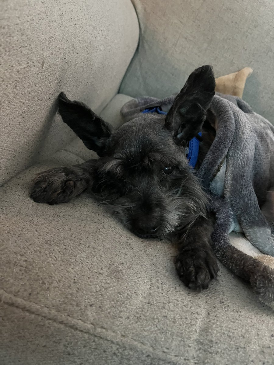 Reila (TheBirdMachine) tweet media