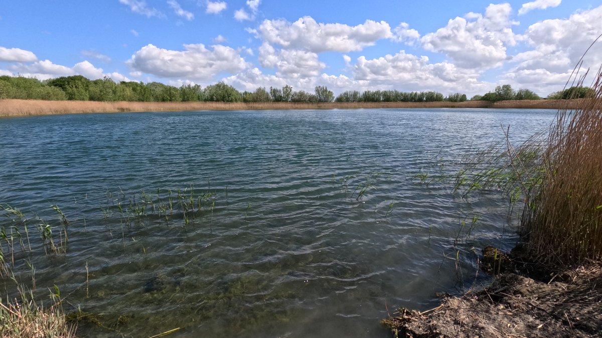 numenini's tweet photo. Apart from Common Carp (Cyprinus carpio), the only fish we saw was this small, dead Roach. 
 Disturbed to find one group of what could be #invasivealien Zebra Mussels (Dreissena polymorpha) - which I've seen elsewhere in vicinity https://t.co/2aXxWXc42S. #MolluscMonday 3/6 https://t.co/ay0pSZ3FPl