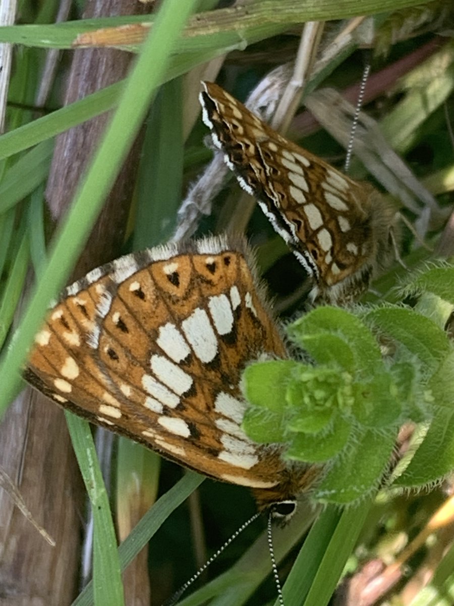 kentdowns6's tweet image. Good to get breeding confirmation on this newly colonised duke of burgundy site, reverted from arable in 1990s & now with flora diversity/sward structure to support breeding dukes, large scabious mining bee, black veined moth, meadow pip', downland villa bee fly, b' banded carder