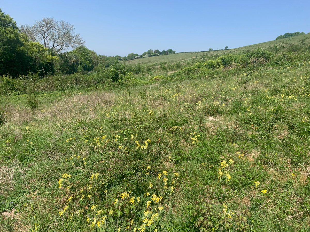 kentdowns6's tweet image. Good to get breeding confirmation on this newly colonised duke of burgundy site, reverted from arable in 1990s & now with flora diversity/sward structure to support breeding dukes, large scabious mining bee, black veined moth, meadow pip', downland villa bee fly, b' banded carder