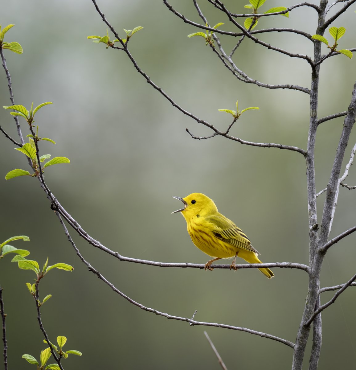 A male Yellow Warbler in my backyard informing the other males that this part of the marsh is his territory.