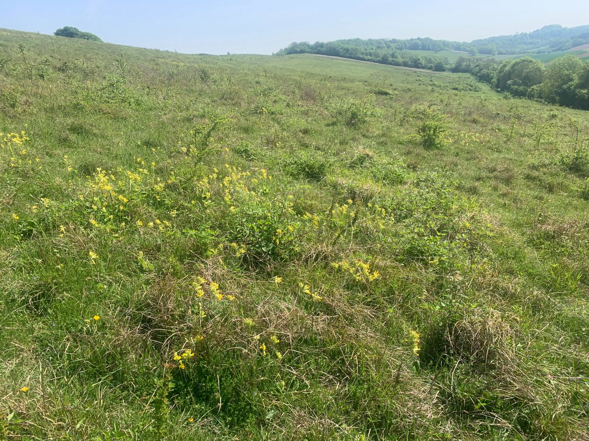 kentdowns6's tweet image. Good to get breeding confirmation on this newly colonised duke of burgundy site, reverted from arable in 1990s & now with flora diversity/sward structure to support breeding dukes, large scabious mining bee, black veined moth, meadow pip', downland villa bee fly, b' banded carder