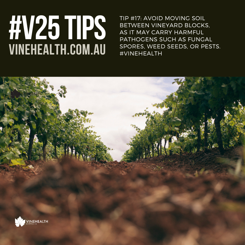 V25 Tip 17: Minimise soil movement: Avoid moving soil between vineyard blocks, as it may carry harmful pathogens such as fungal spores, weed seeds, or pests. #Vinehealth