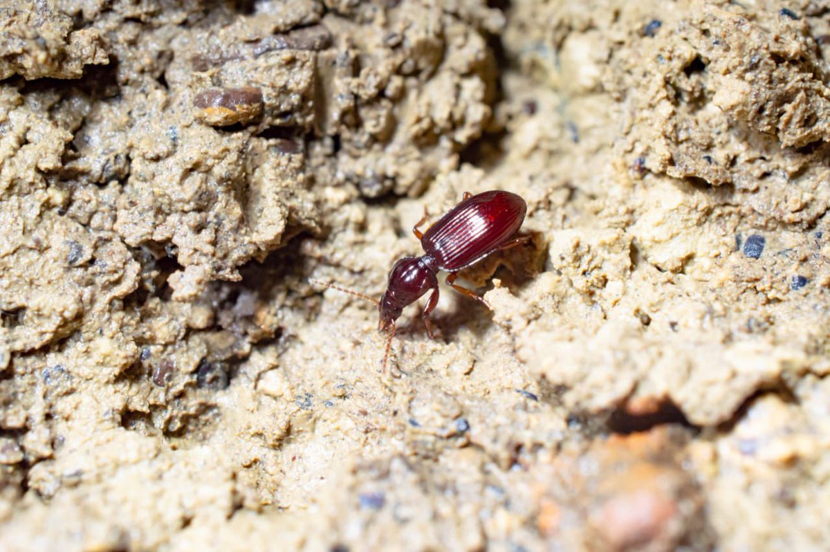Escarabajos (Coleoptera) asociados a cuevas de Colombia: 28 familias y 100 especies/morfoespecies. Excelente contribución de M. López-Prada et al. <a href="/MFLopezPrada/">Manuel F. López-Prada</a>. Pronto en libro 📕 Biodiversidad cavernícola de Colombia. Gracias <a href="/U_ElBosque/">Universidad El Bosque</a> <a href="/inst_humboldt/">Instituto Humboldt</a>
