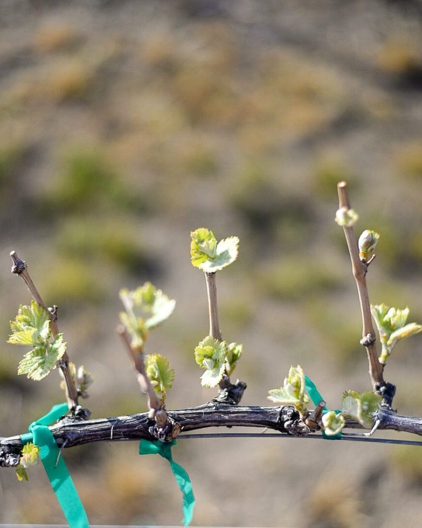 Wa_State_Wine's tweet image. #Budbreak is here, and it’s one of the most exciting times in the #vineyard! From here on out, every sunny day, cool night &amp;amp; gentle breeze helps shape the wines you’ll be #sipping in the &apos;25 vintage.