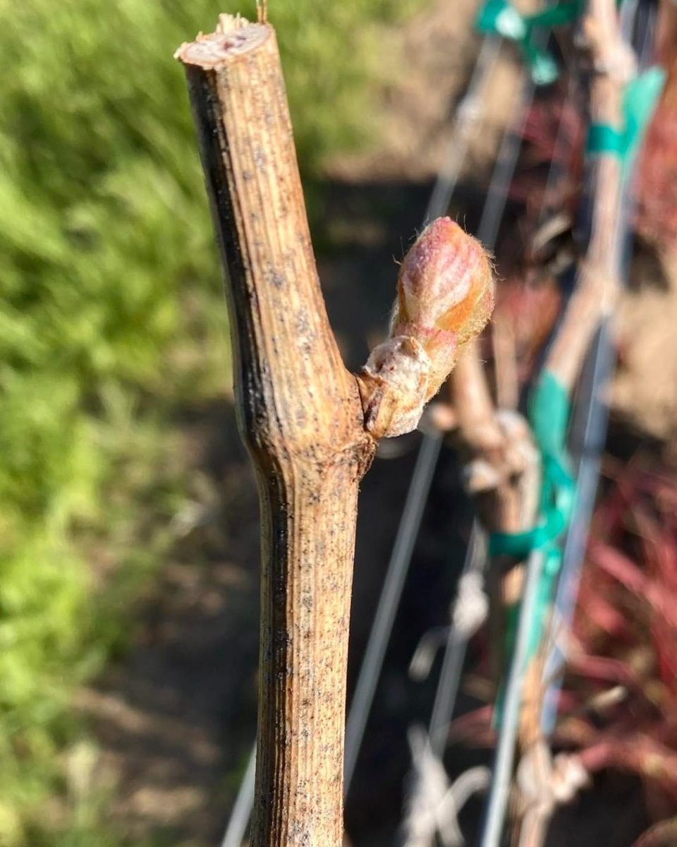 Wa_State_Wine's tweet image. #Budbreak is here, and it’s one of the most exciting times in the #vineyard! From here on out, every sunny day, cool night &amp;amp; gentle breeze helps shape the wines you’ll be #sipping in the &apos;25 vintage.