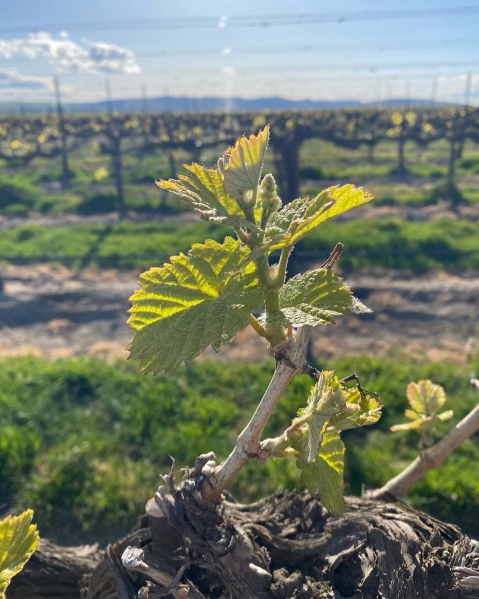 Wa_State_Wine's tweet image. #Budbreak is here, and it’s one of the most exciting times in the #vineyard! From here on out, every sunny day, cool night &amp;amp; gentle breeze helps shape the wines you’ll be #sipping in the &apos;25 vintage.