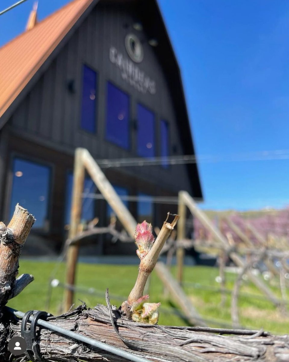 #Budbreak is here, and it’s one of the most exciting times in the #vineyard! From here on out, every sunny day, cool night &amp; gentle breeze helps shape the wines you’ll be #sipping in the '25 vintage.