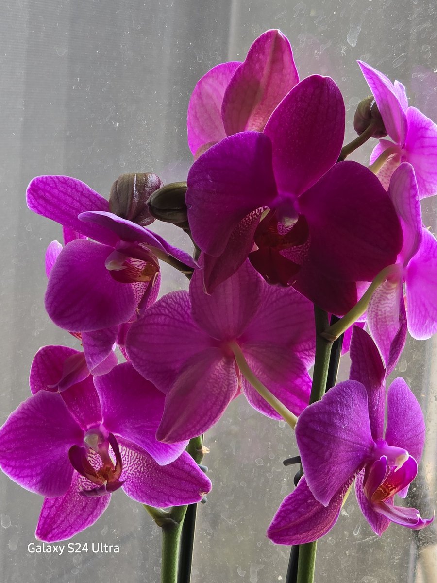 These orchids are surviving AND thriving in the kitchen windowsill in my house. I'm so surprised 🤯