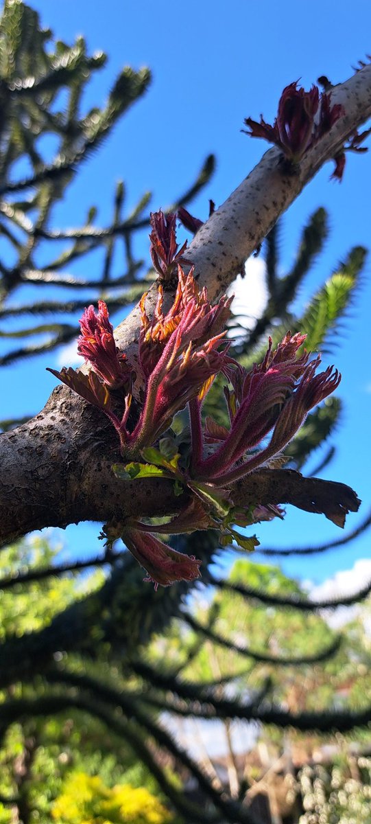bosworth_alison's tweet image. 💚🤍The Hawthorn is magnificent this year, and our beautiful Staghorn was blown over in a storm, but it&apos;s sprouting 💚🤍

#GardeningTwitter 
#gardensoftwitter
