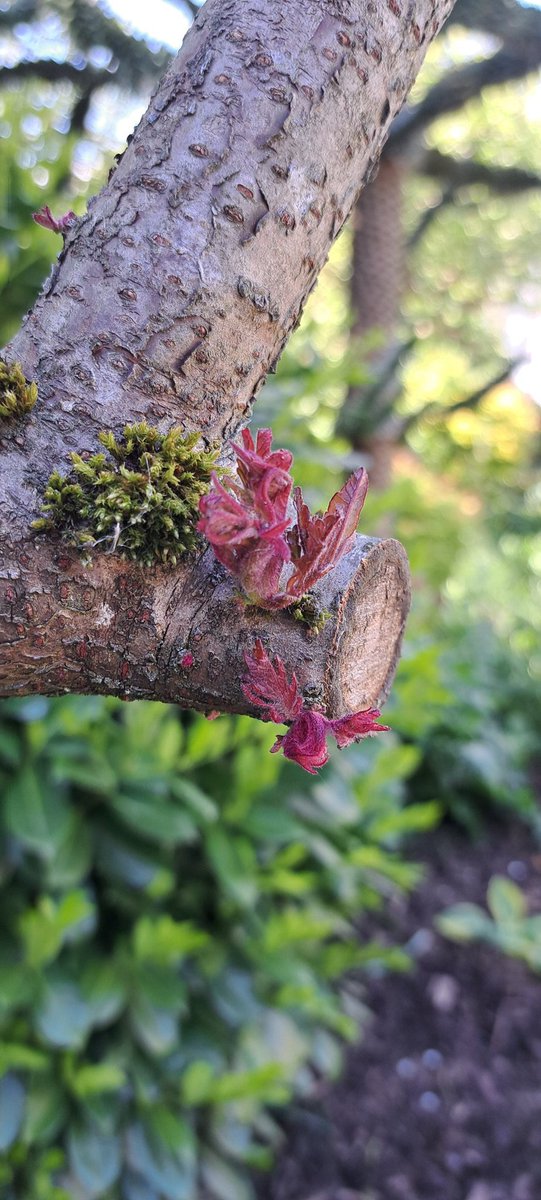 bosworth_alison's tweet image. 💚🤍The Hawthorn is magnificent this year, and our beautiful Staghorn was blown over in a storm, but it&apos;s sprouting 💚🤍

#GardeningTwitter 
#gardensoftwitter