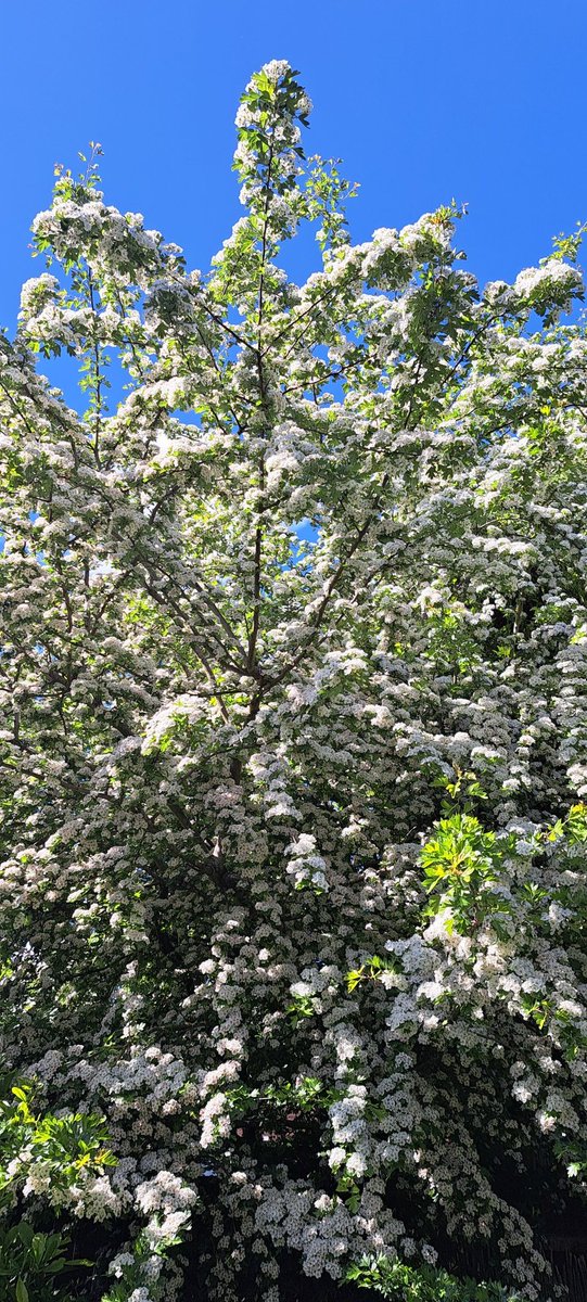 bosworth_alison's tweet image. 💚🤍The Hawthorn is magnificent this year, and our beautiful Staghorn was blown over in a storm, but it&apos;s sprouting 💚🤍

#GardeningTwitter 
#gardensoftwitter
