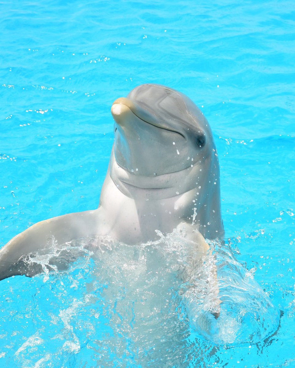 En The Dolphin Company nos enorgullece anunciar la reacreditación de nuestro hábitat Dolphin Discovery Punta Cana por parte de la Asociación de Zoológicos y Acuarios (AZA), obtenida el mes pasado tras un riguroso proceso de evaluación.

Esta reacreditación representa un respaldo