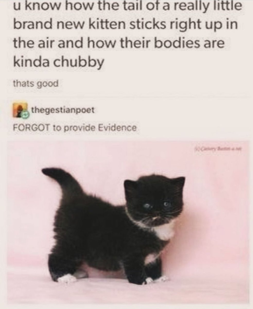 Punch Cat (@punchingcat) on Twitter photo 