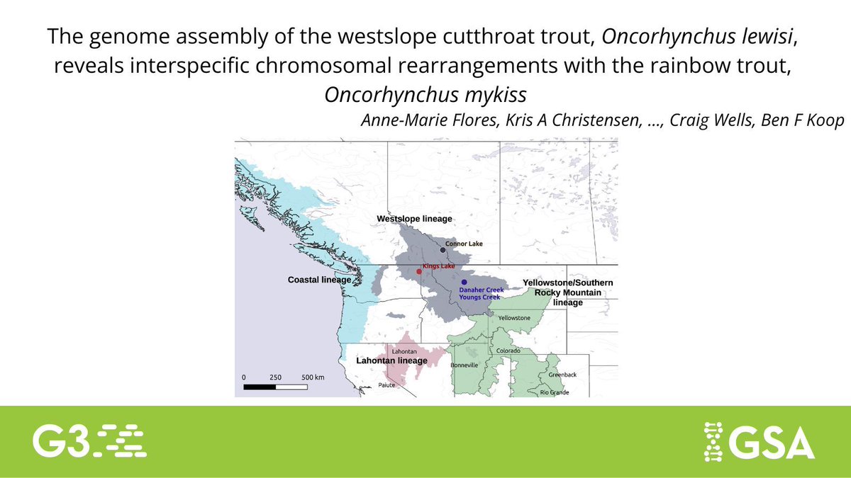 Genetics Society of America (@geneticsgsa) on Twitter photo 📢 NEW GENOME ALERT 
A genome assembly and a genetic map of the west slope cutthroat trout published in #G3journal identifies specific chromosomal rearrangements, including fusions, fissions, and inversions, showing new genetic variation in the species. 
buff.ly/bPike5L 📢 NEW GENOME ALERT 
A genome assembly and a genetic map of the west slope cutthroat trout published in #G3journal identifies specific chromosomal rearrangements, including fusions, fissions, and inversions, showing new genetic variation in the species. 
buff.ly/bPike5L