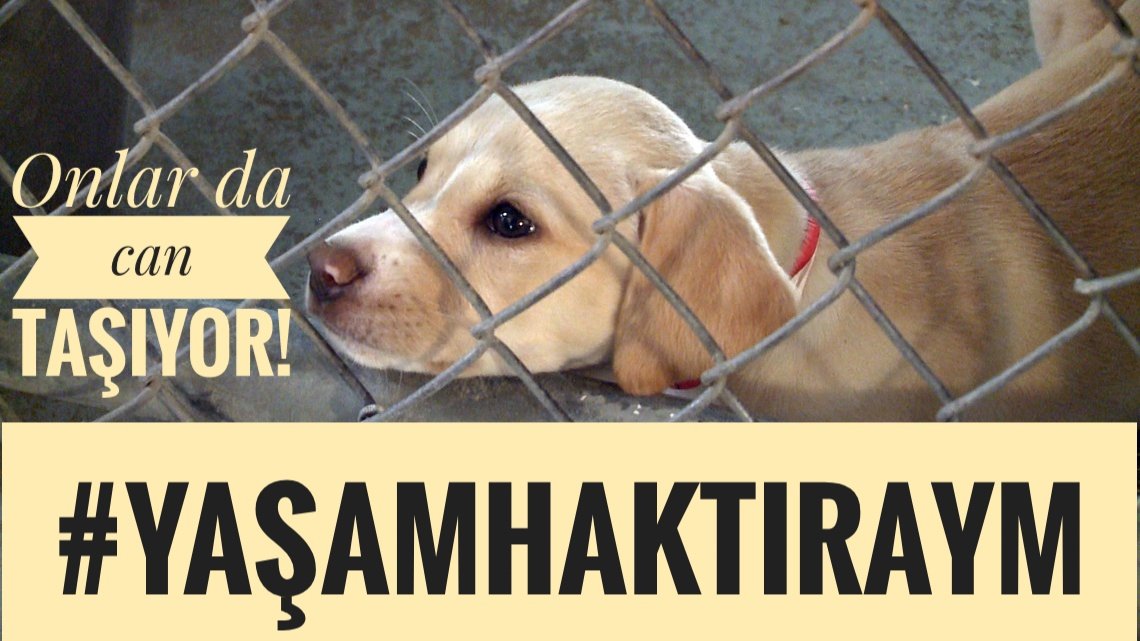 miterakis's tweet photo. #YASAYIGERİCEKAYM #YaşamHaktırAYM #YaşamHaktırAYM Katliama dur de. https://t.co/HfIruY0YvL