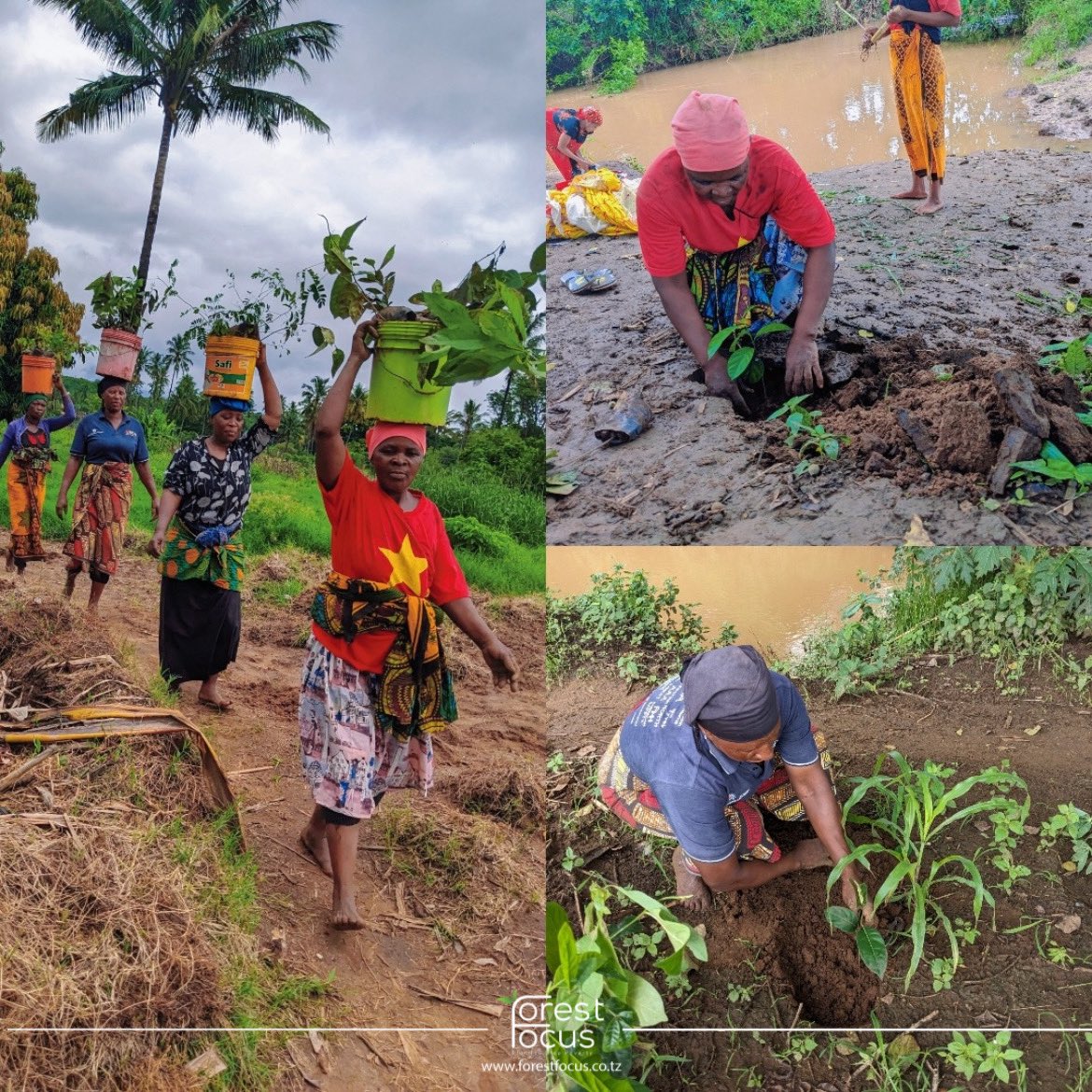 With every tree they carry and every seed they plant, these women are strengthening communities and restoring the land.

At Forest Focus, we believe real change begins with those who work hand in hand with nature leaving a lasting impact for
generations to come.

Let’s keep
