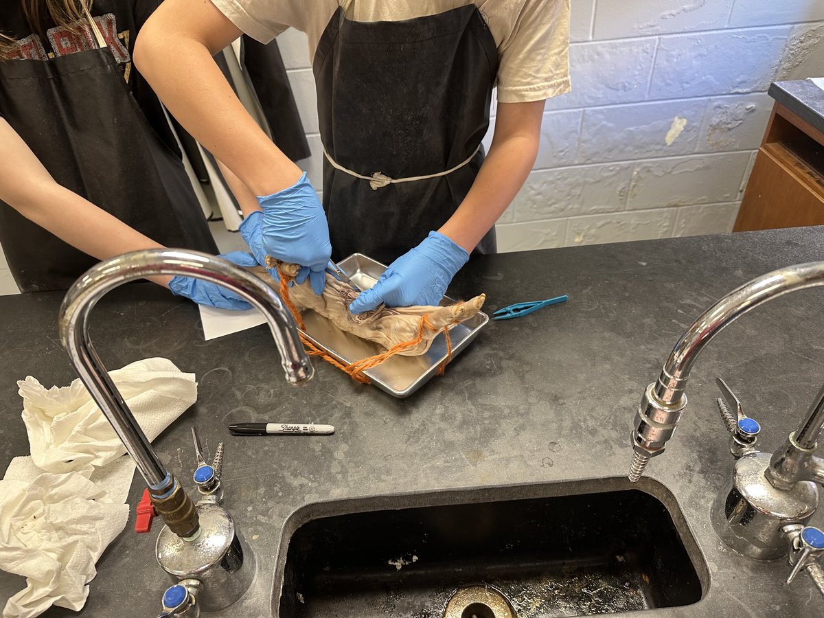MrsAmyMurphree's tweet photo. ⁦@Jefcoed6_12⁩ ⁦@JEFCOED⁩ Mrs. Wakefield’s 7th grade students dissecting a pig. https://t.co/tQpkfuBf5Y