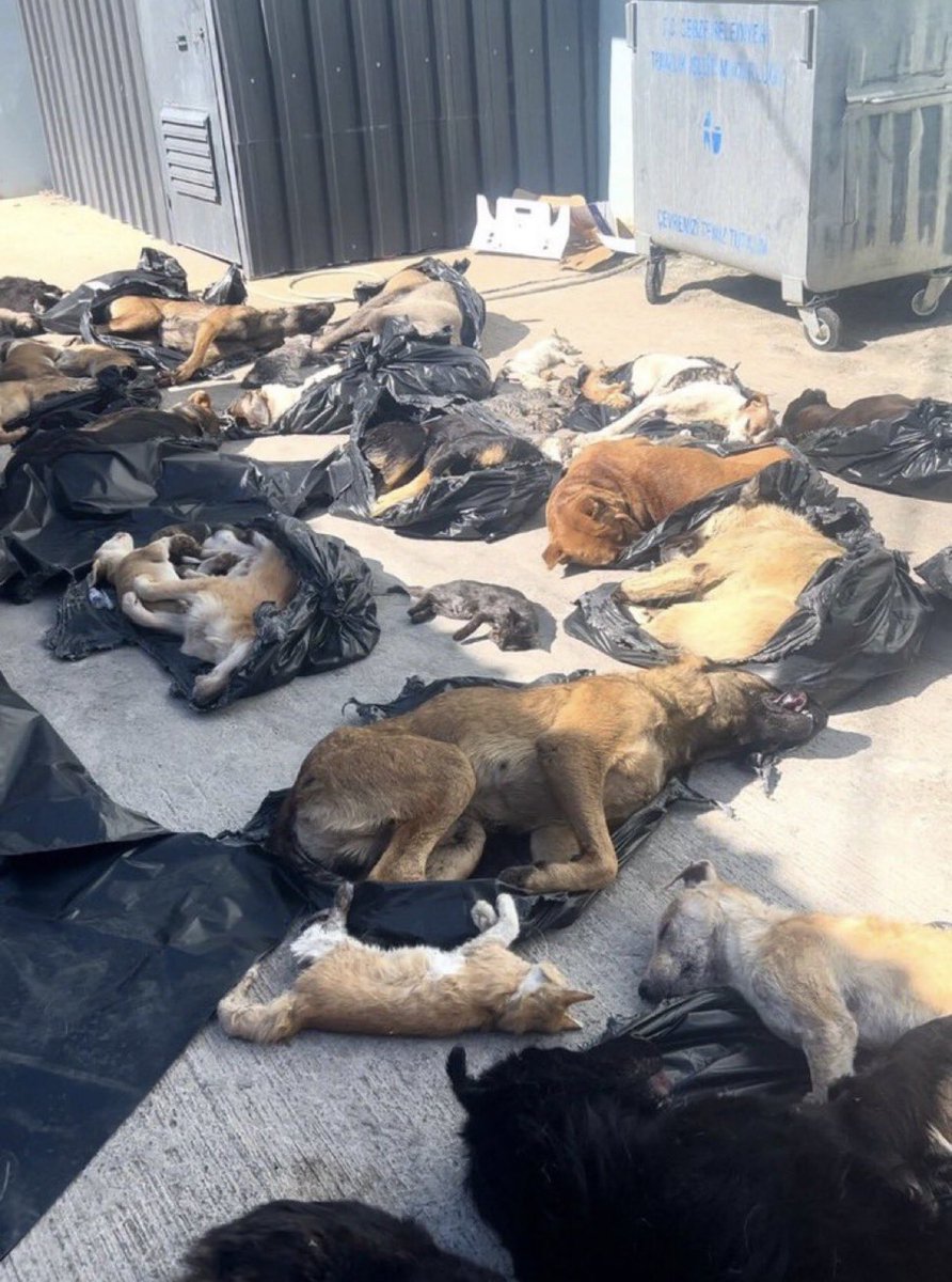 Sevgiyle uzatılmış patileri,oyun oynamak için umutla bakan gözler.Hepsi acımasız insanların ellerinde vahşice can verdi .
“Bu vahşetin adı konmalı.”
sadece hayvanlar öldürülmüyor ;
güven,insanlık ,vicdan da katlediliyor, #YaşamHaktırAYM